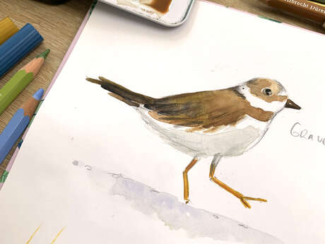 Atelier d’été : initiation à l’aquarelle et découverte de la biodiversité locale