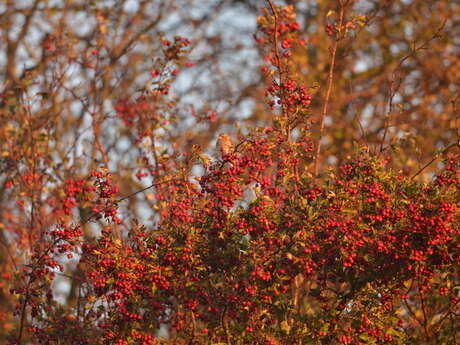 Balade naturaliste : "Touche pas ! C’est du poison !"