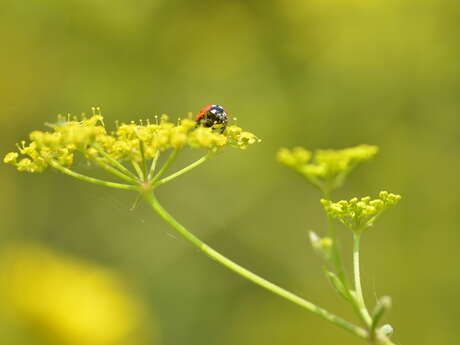 Balade naturaliste : couleurs de coccinelle