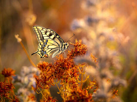 Estevelles – a la recherche du machaon et ses acolytes