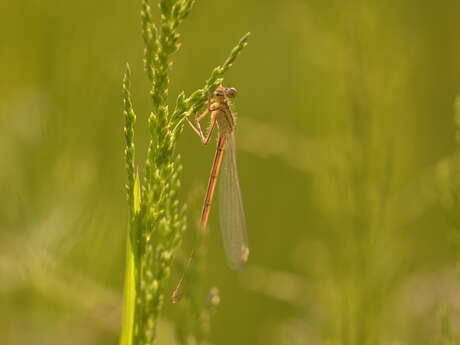Balade naturaliste : les danseuses du marais