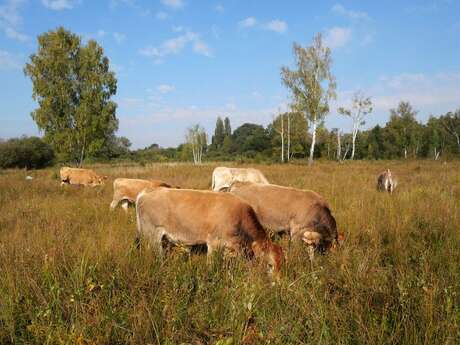 Sortie nature : Pâturage et Biodiversité
