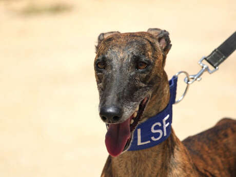 Rencontre avec l'association Lévriers sans Frontières