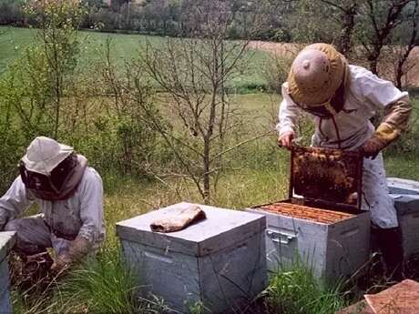 Le Miel de Manon Dalac