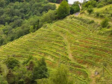 Domaine Albespy