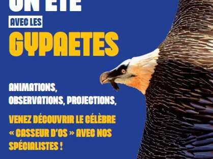 Observation du gypaète barbu avec la LPO Aveyron