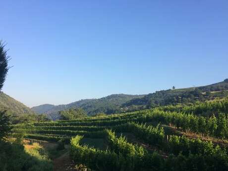 Domaine des Buis