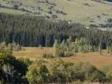 Rencontre - La forêt de l'Aubrac, à la Maison de l'Aubrac