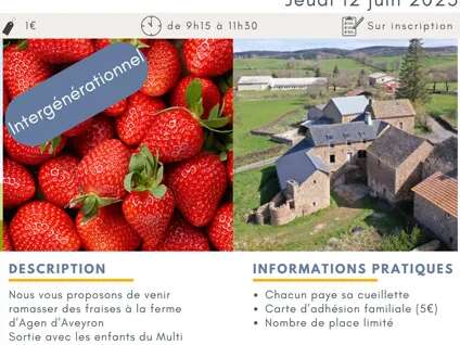 Cueillette de fraises avec le Centre Social de Rodez