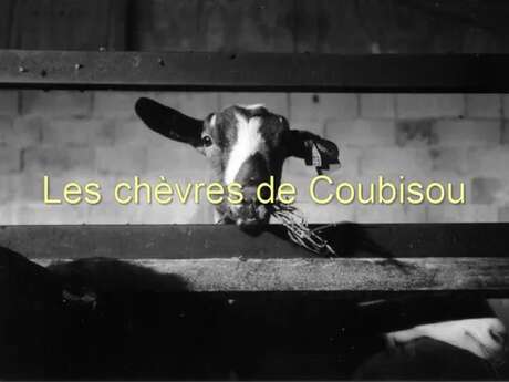 Les Chèvres de Coubisou