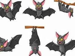 A la découverte des chauves souris