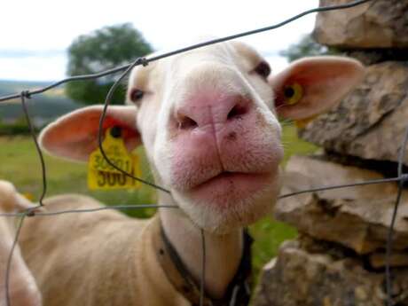 Visite de la ferme des Grailhes