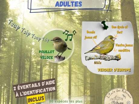 Stage oiseaux (Adultes)