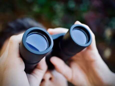 Sortie à la découverte des rapaces