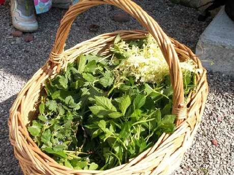 Atelier Cuillette et Herbier