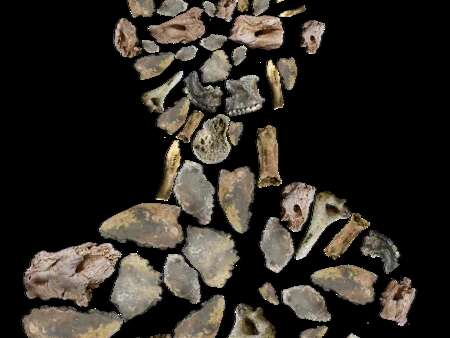 Conférence au musée Fenaille : "Des os aux individus : comment le projet Link redonne une identité aux défunts des dolmens de l'Aveyron"