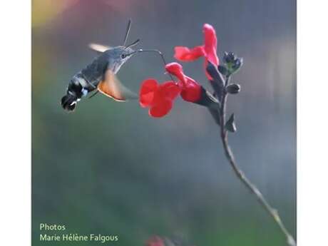 Exposition photos de Marie-Hélène Falgous