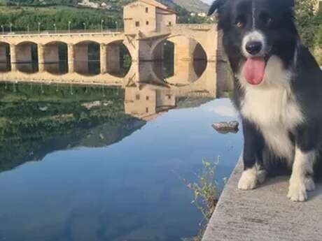 Visite Millau avec ton chien !