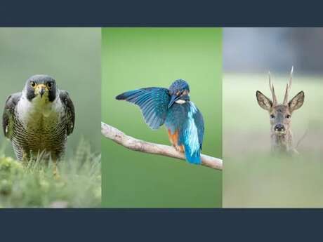 Exposition Théo Bonnefous