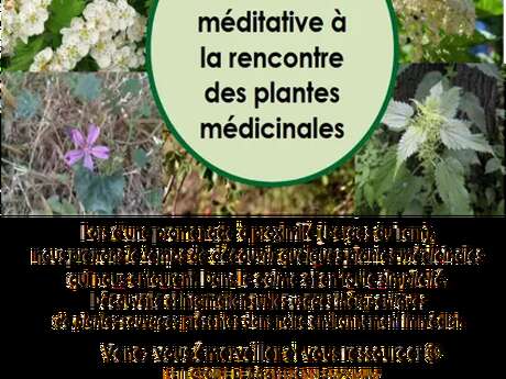 Balade à la rencontre des plantes médicinales - Nature et Merveilles