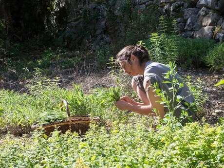 Dumas Sylvie - Plantes aromatiques