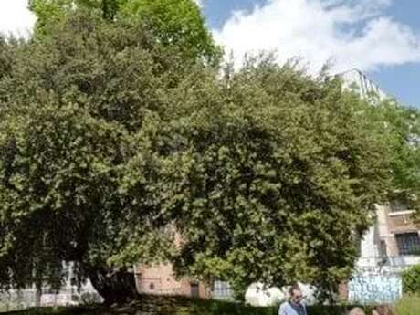 Conférence Véronique Mure, botaniste