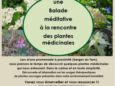 Balade à la rencontre des plantes - Nature et Merveilles