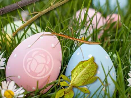 « Chasse aux œufs...de phasmes ! » - Micropolis