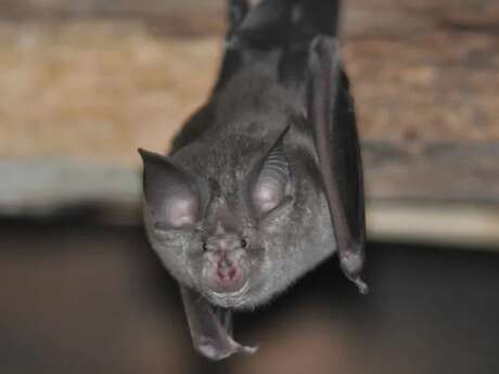 Les saisons de la biodiversité - A l'écoute des chauves-souris