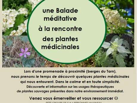 Balade méditative "plantes médicinales " - Nature et Merveilles