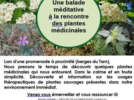 Balade méditative "plantes médicinales " au mois de juin - Nature et Merveilles