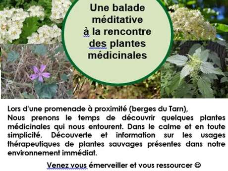 Balade méditative "plantes médicinales " au mois de mai - Nature et Merveilles