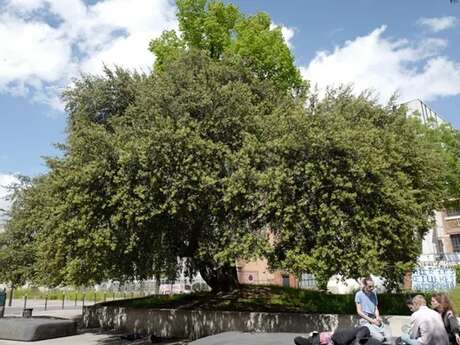 Penser la ville à l'aune d'une vie d'arbre