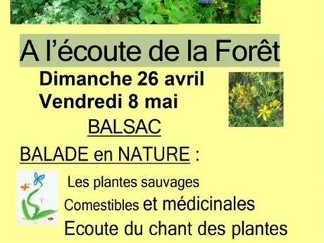 A l'écoute de la foret