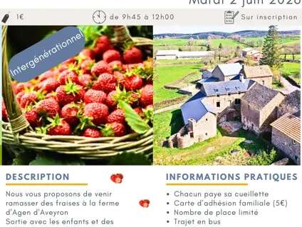 Cueillette de fraises à la ferme d'Agen d'Aveyron