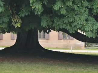Visite : Les arbres de Rodez