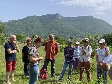 Sorties botaniques - Victoria Linhares - le Sentier des Herbes