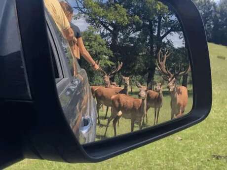 Visite en 4x4 du Parc animalier Le Saint Hubert