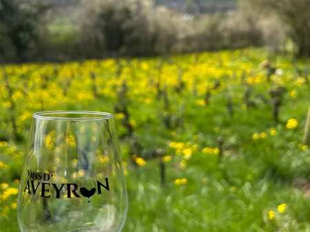 Découverte du Domaine de l'Obre : vignes, cave & dégustation