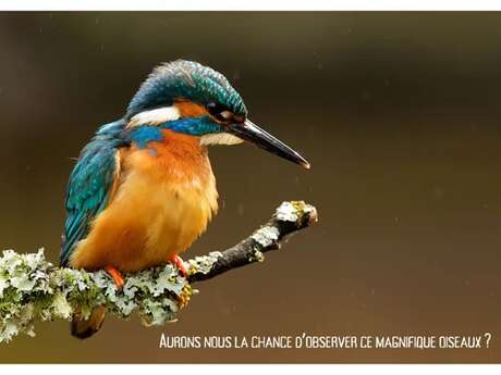 Balade Nature - La Faune des bords de l'Aveyron