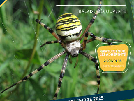 Découverte Des Araignées