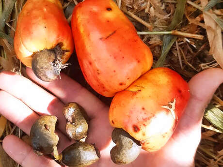 Herboristerie Créole - Visite