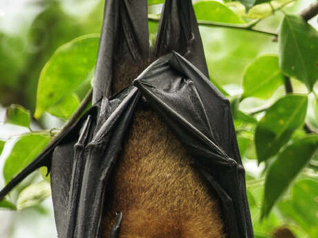 30ème nuit internationale de la Chauve-souris