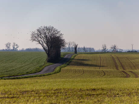 Wanderroute: Von der Hochburg des Pferdes bis zur Sumpfpromenade
