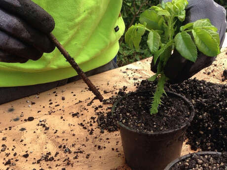 Événement Nature & Vous - Multiplier ses plantes, c'est facile !