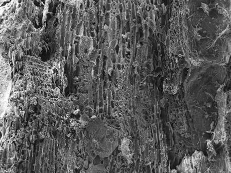Exposition : Bianca Dacosta | Territórios feridos, corpos vivos