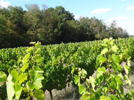 Découverte du vignoble de Chitenay