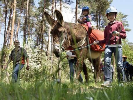 L'appel de la forêt L'appel de la forêt
