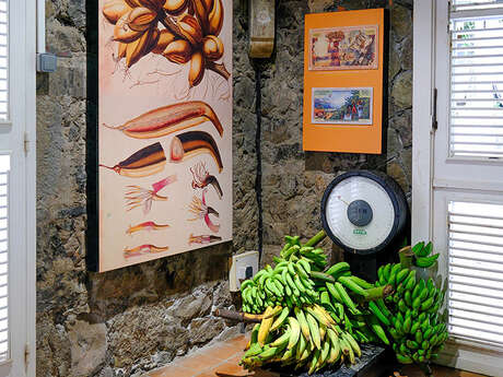 Musée de la Banane