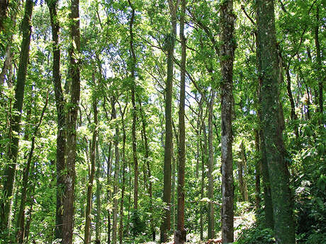 Forêt de Reculée